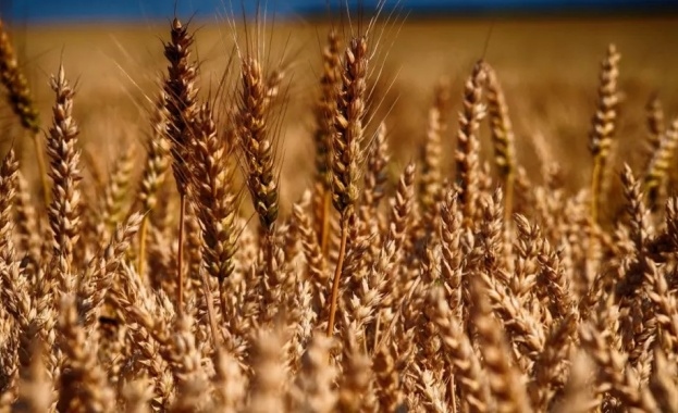 Цените на основните зърнени стоки по световните борсови пазари са