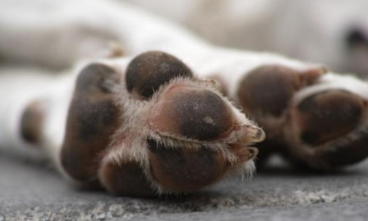 Откриха тяло на куче в село Копиловци което е било смъртоносно простреляно съобщиха от полицията Сигналът