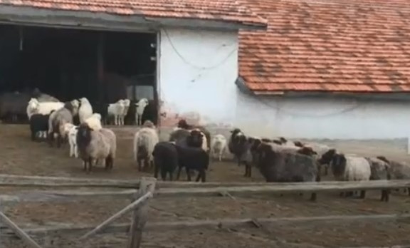 Животновъди готвят протести и блокади на пътища в цялата страна