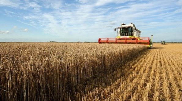 Зърнопроизводителите в България излизат на протест Te искат спешни мерки