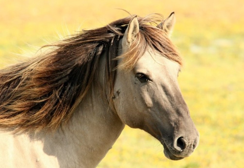 Кон блъсна дете на кушиите в пернишкото село Дивотино съобщи