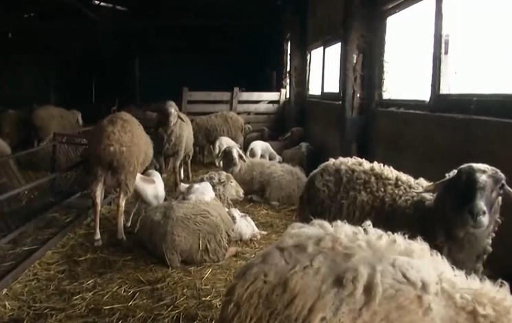 Животновъдите отново излизат на протест Както всяка година и тази ще