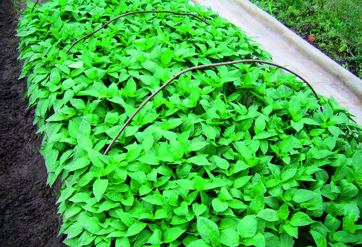 В повечето области на страната производителите на разсад за домати