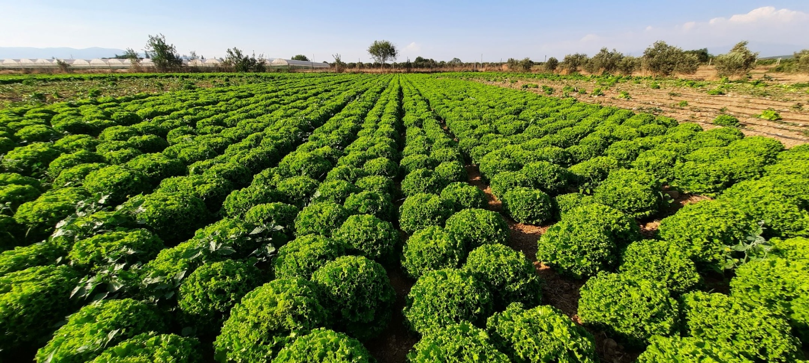 Зелените салати са едни от най разпространените зеленчуци в България и
