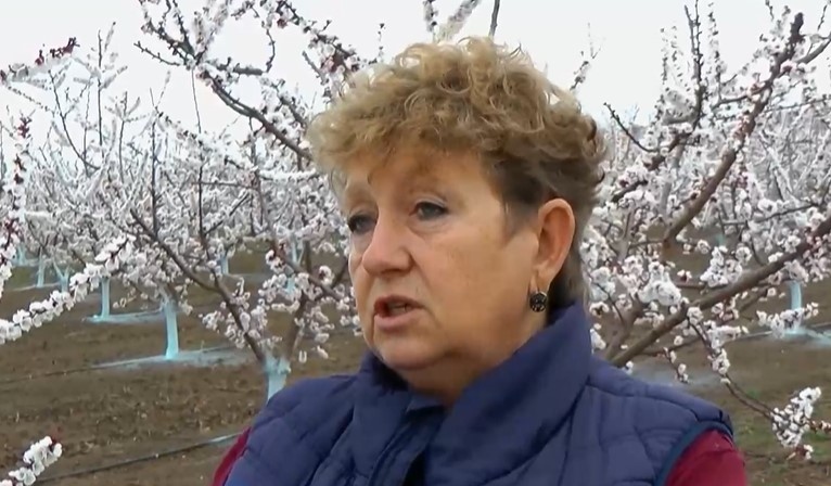 Ранните сортове кайсии в Североизточна България вече цъфнаха Топлото време