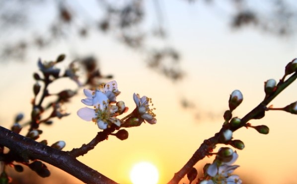 Астрономическата пролет тази година на 20 март точно в 23 24