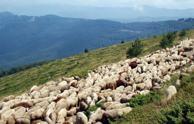 Националната асоциация на овцевъдите  обявява протестна готовност заради безконтролния внос