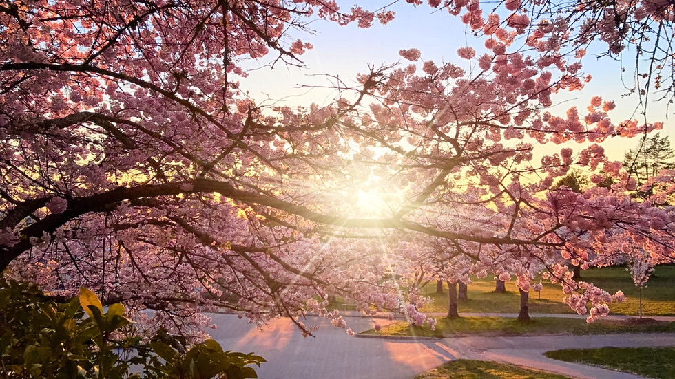 Тази година през април се очаква средната месечна температура да