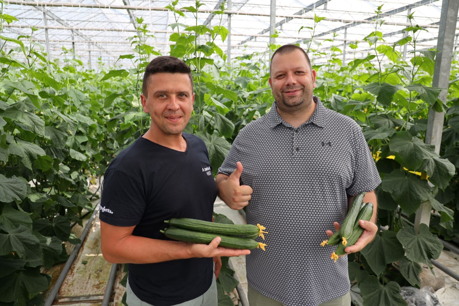 Краставиците са една от зеленчуковите култури които често се споменават