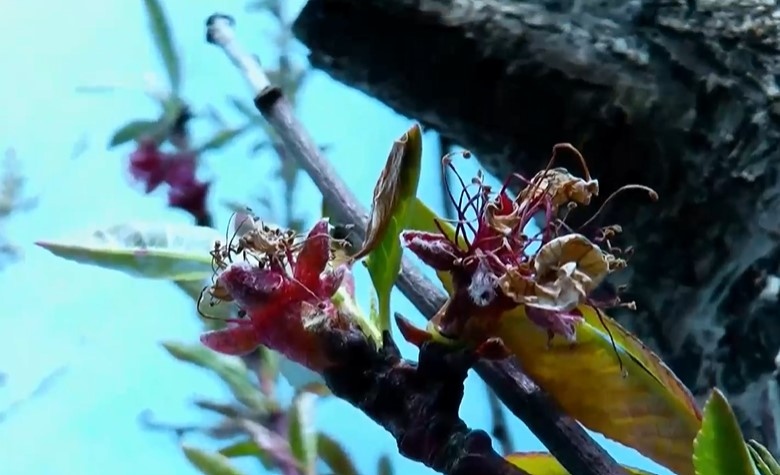 Седем браншови организации поискаха оставката на зам министъра на земеделието Тодор