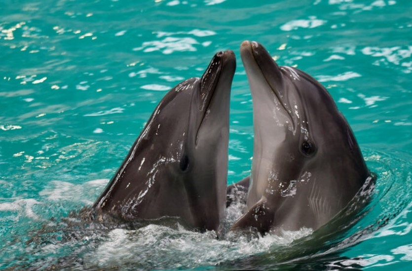 В делфинариума в черноморския пристанищен град Констанца румънски и украински