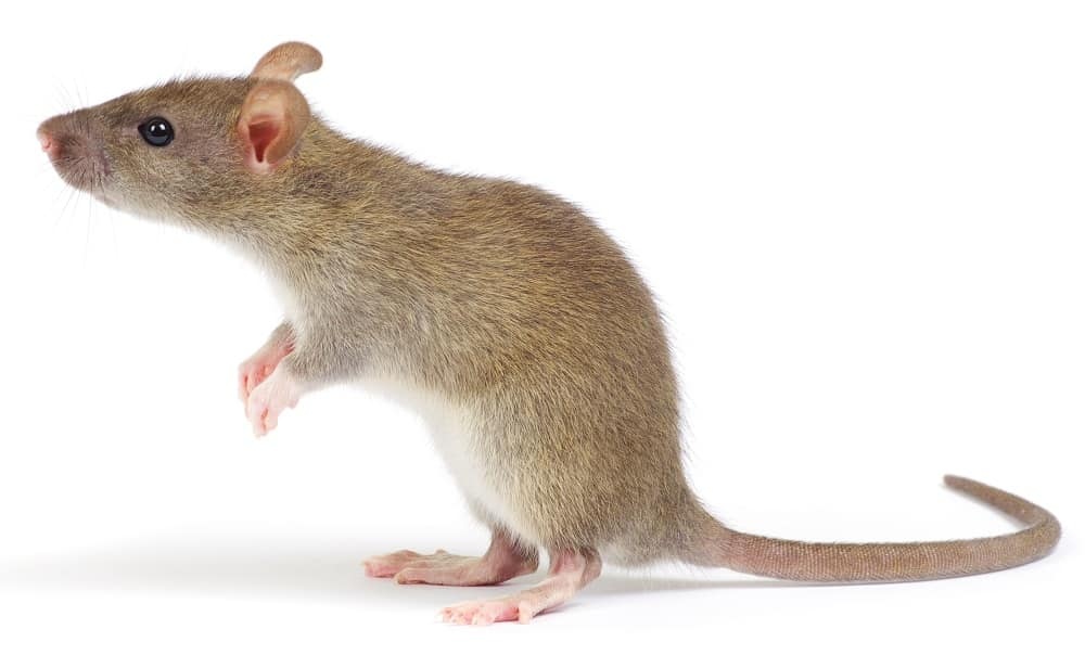 Дързък обир на бижутериен магазин в Ню Делхи взриви социалните