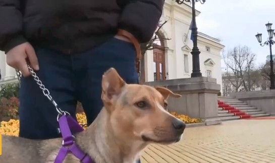 Кучето Фернанда отново посрещна депутатите пред Народното събрание както направи