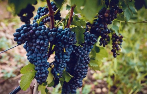 Промяна в помощта за лозаро винарския сектор и помощта за