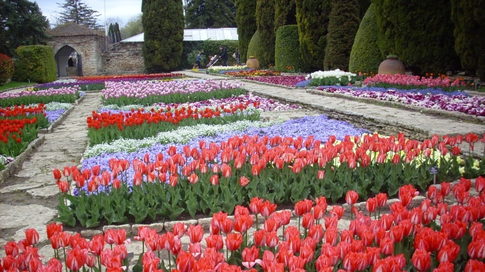 Парадът на лалетата започна в Ботаническата градина край Балчик В