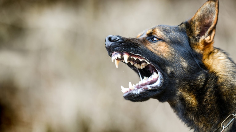 Куче нападна и уби стопанина си в София Случаят е
