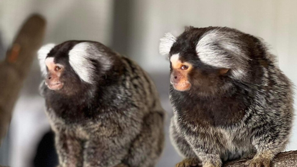 Зоопаркът в Бургас има нови екзотични обитатели. Това са двойка