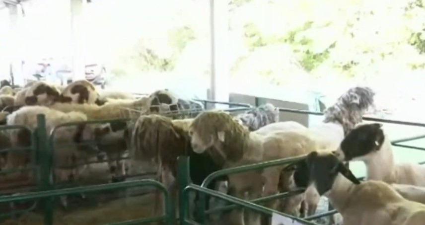 Редки породи овце и кози фермерски състезания и позабравени традиции