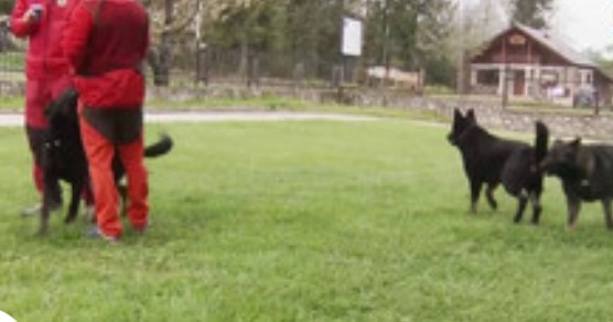 Кауза за кучета герои 50 000 лева са необходими за