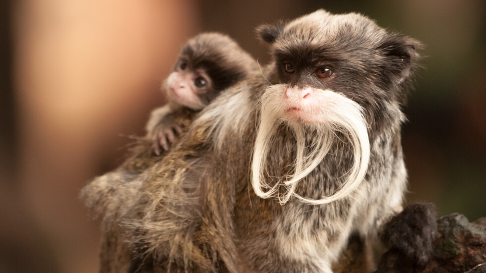 Екзотични маймуни и сурикати са най новите обитатели в зоопарк