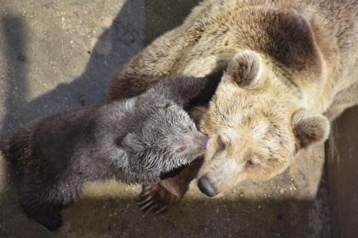 Блага вест от Благоевград Мече се роди в зоопарка То