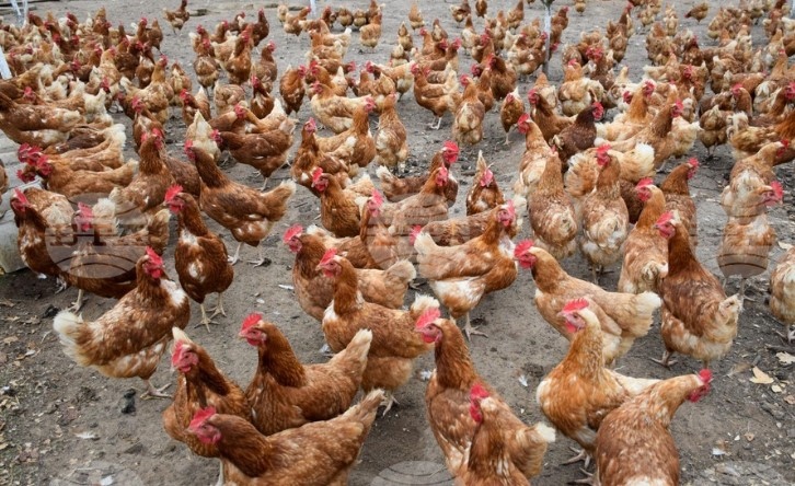 Великобритания е открила вирус на птичи грип при двама птицевъдни