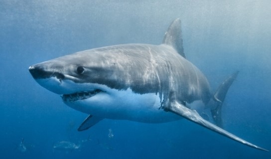 Над 544 килограмова  плува край бреговете на Южна Каролина Тя е забелязана