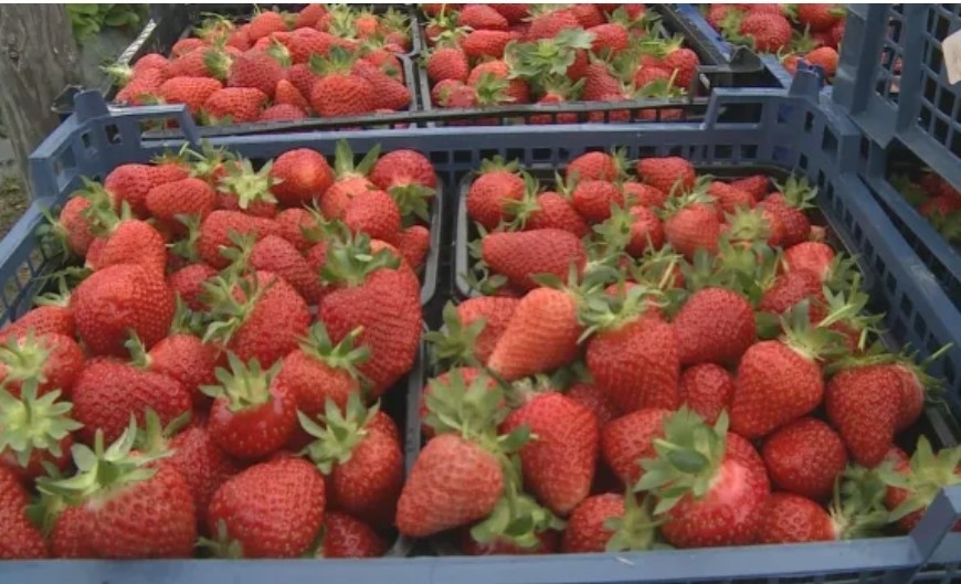 4 лв. на кг. ще е средната цена на ягодитете тази година