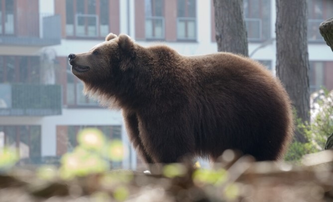 Мечка е паднала от първия етаж на паркинг в търговски