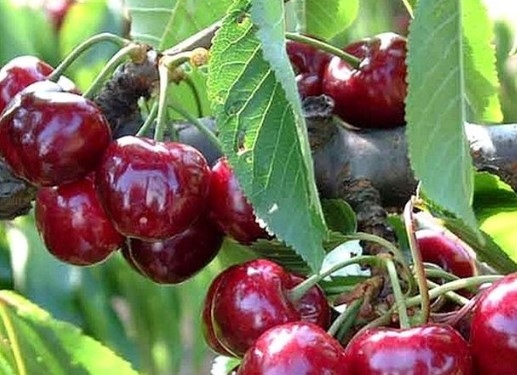 Започна традиционната акция по охрана на черешовите масиви в Кюстендилско