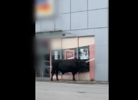 БЗаедно с него на паркинга на търговските обекти се разхожда