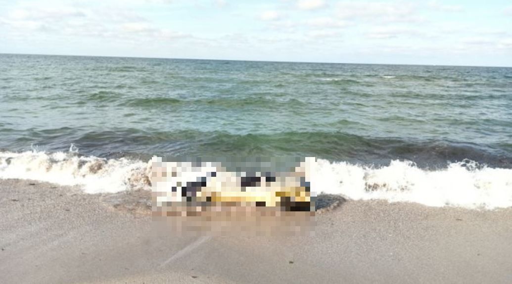 Трупове на животни изплуваха на родното крайбрежие в няколко последователни