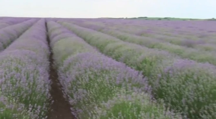 Фестивал на лавандулата се провежда в съботния ден край Чирпан