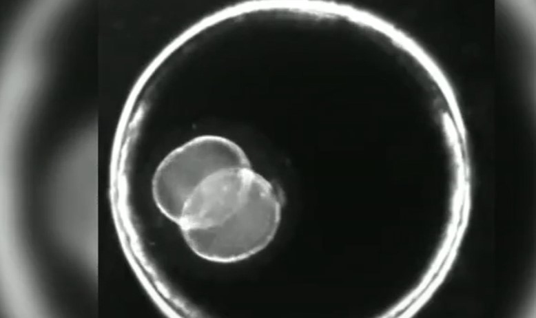 Във Великобритания учени създадоха синтетичен човешки ембрион Откритието може да