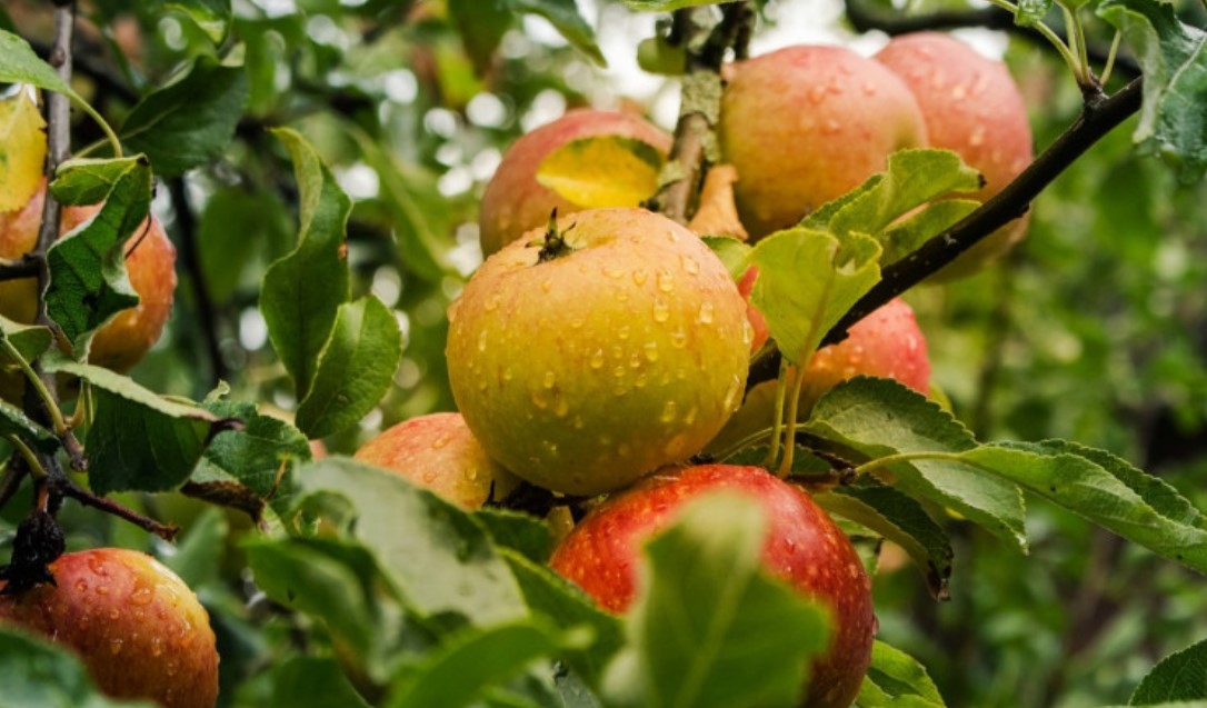 Дъждовното време създава сериозни предизвикателства за производителите на плодове Валежите