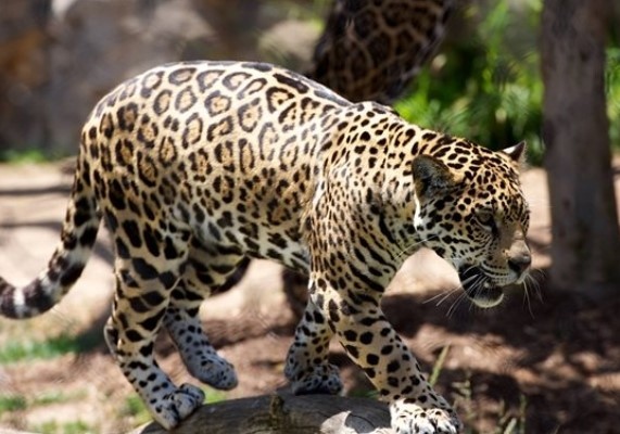 Леопард от зоологическата градина в Стара Загора е избягал от клетката