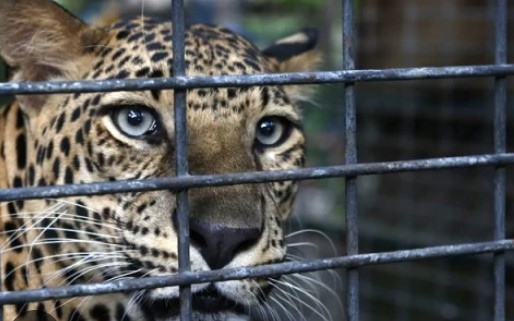 В 10 30 часа е установено че леопардът Данте е напуснал