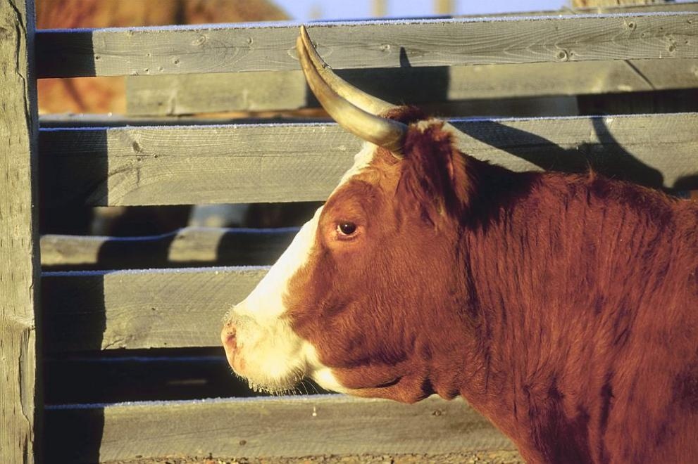 Жена е е тежко състояние след удар от бик в