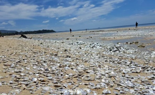 Мъртва риба изплува на плажа в Чумпхон Тайланд Вероятната причина