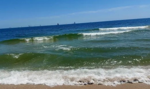 Резултатите от изследване на пробите взети в българската акватория на