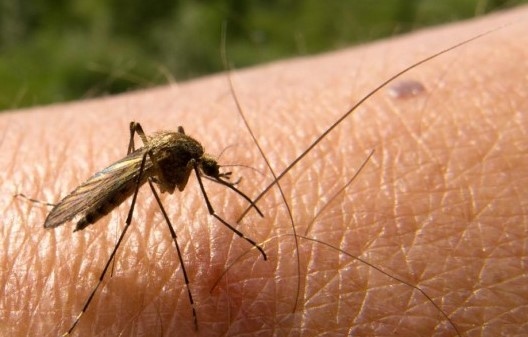 В американските щати Флорида и Тексас бяха потвърдени пет случая