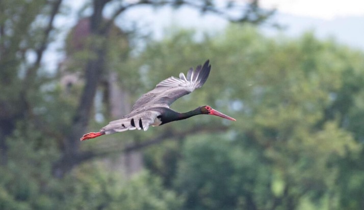 Красиви кадри на черен щъркел засне фотограф от Павел баня Снимките