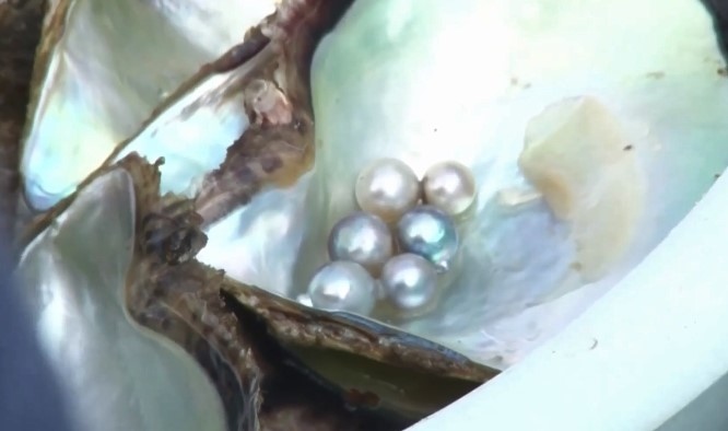 Цената на перлите Акоя които се култивират само и единствено