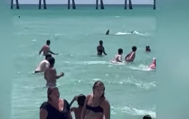 Акуласе появи между хората край плажа Навара във Флорида.
Видеоклип от
