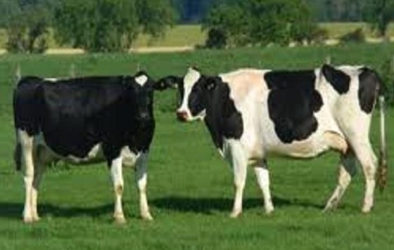 В новия Стратегически план за подпомагане на земеделието до 2027