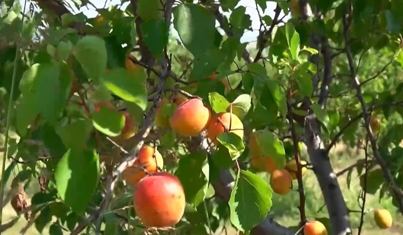 Реколтата от плодове у нас е пред провал Почти нулева