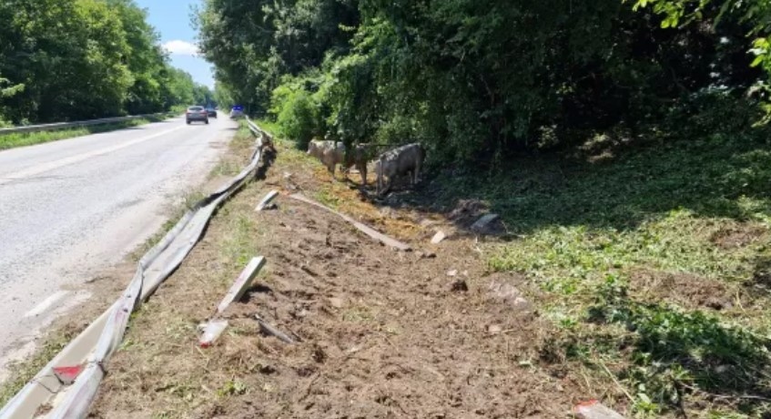 Камион с 50 крави и телета се преоъбрна в дере