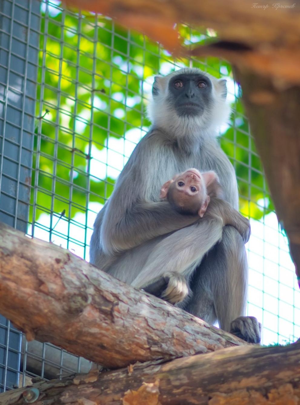 Ново бебе в столичния зоопарк За радост на гледачи и