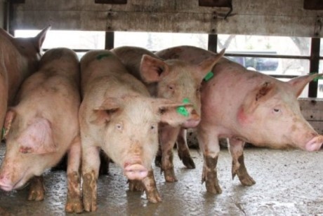 За първи случай в страната за тази година на огнище