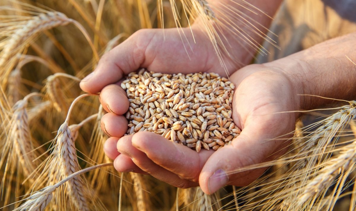 Пшеницата поскъпва с близо 5 в началото на днешната търговия